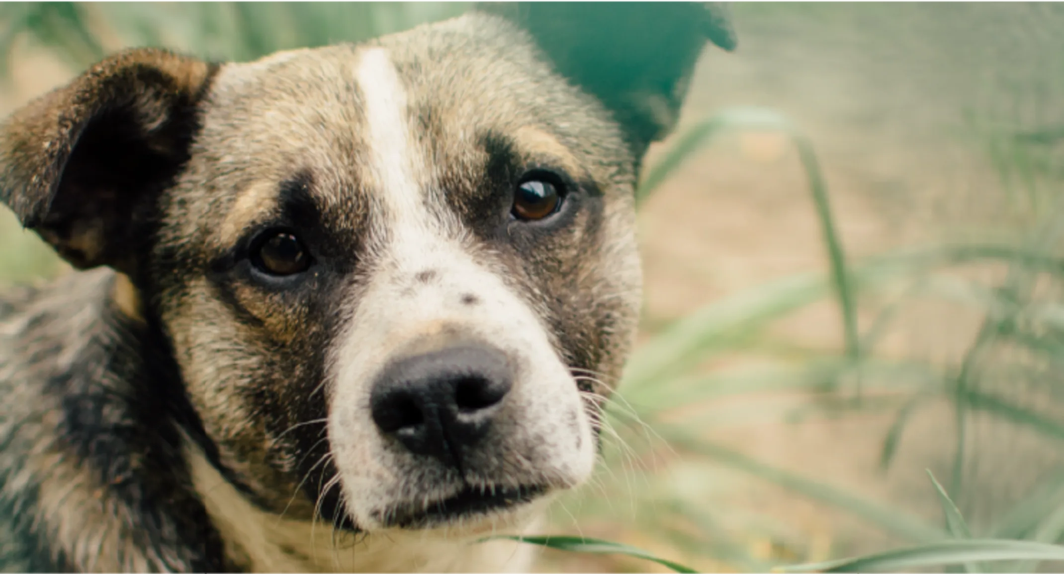 A closeup of a dog standing in tall grass looking at the camera.